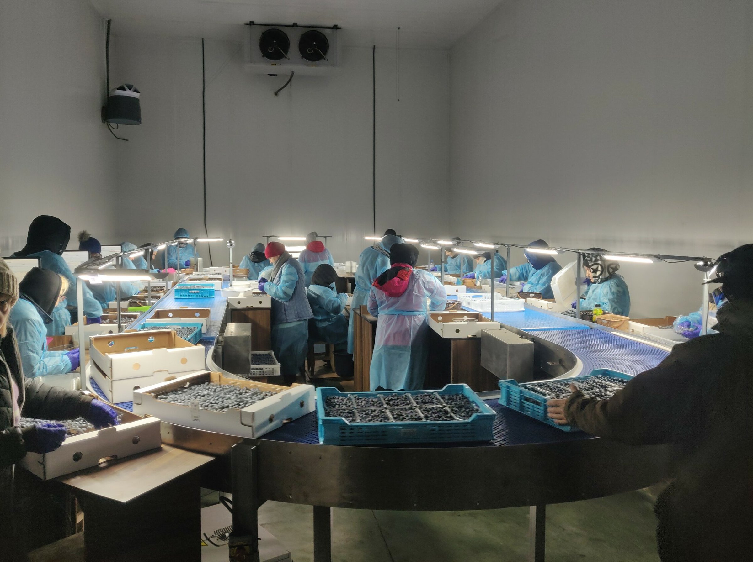 Photo of workers packing blueberries at a refrigerated facility in the Republic of Georgia.