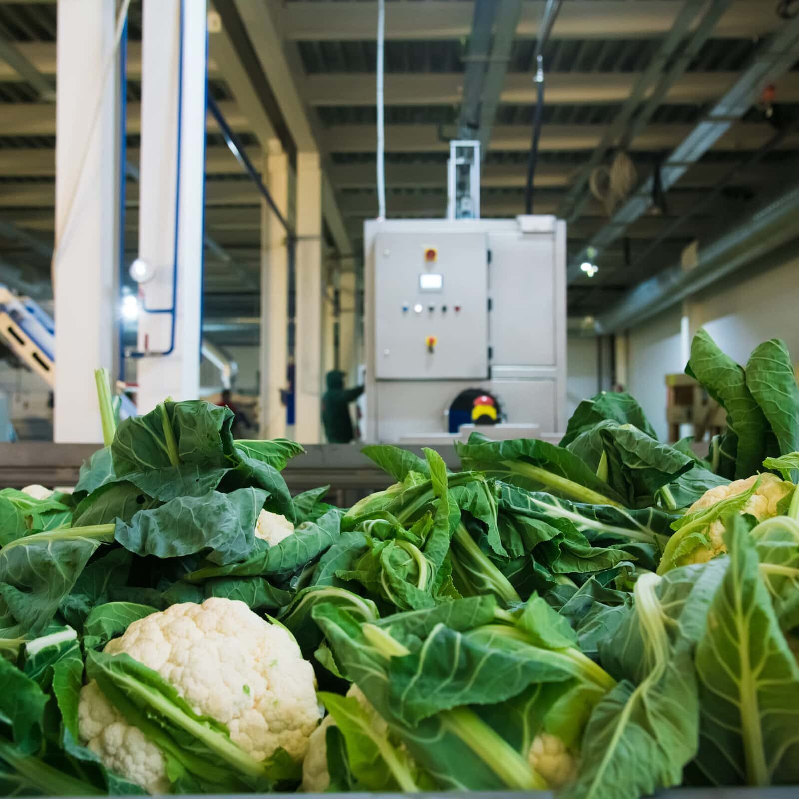 cauliflower stored in refrigerator warehouse